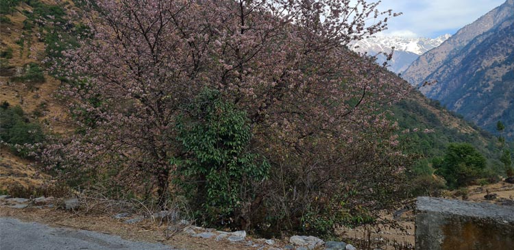 Joshimath